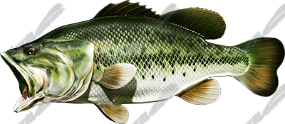 Largemouth Bass