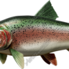 Trout