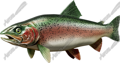 Trout