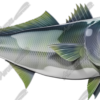 White Seabass