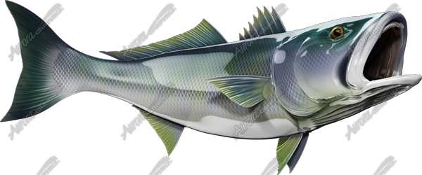 White Seabass