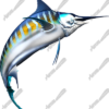 Striped Marlin