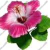 Hibsicus Pink 4 Vehicle Wrap Design — Large Scale Artwork for Wide Format Printing | Categories: Commercial, Nature