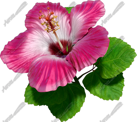 Hibsicus Pink 4 Vehicle Wrap Design — Large Scale Artwork for Wide Format Printing | Categories: Commercial, Nature