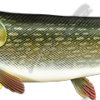Pike