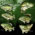 Crappie Fish