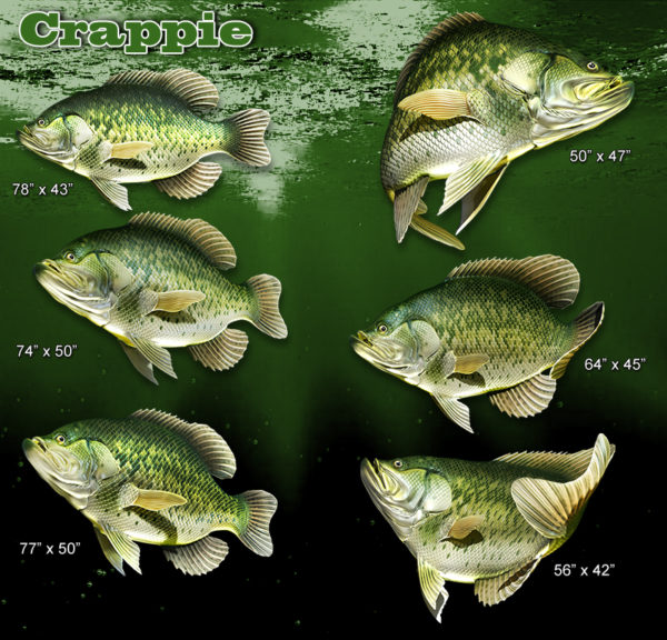 Crappie Fish