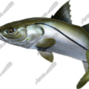 Snook