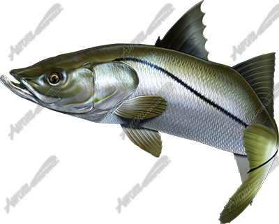 Snook