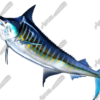 Striped Marlin
