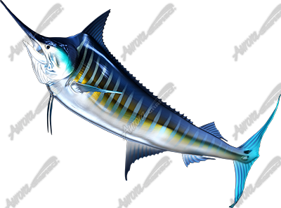 Striped Marlin