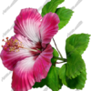 Hibsicus Pink 6 Vehicle Wrap Design — Large Scale Artwork for Wide Format Printing | Categories: Commercial, Nature