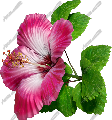 Hibsicus Pink 6 Vehicle Wrap Design — Large Scale Artwork for Wide Format Printing | Categories: Commercial, Nature