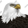 Eagle Headshot