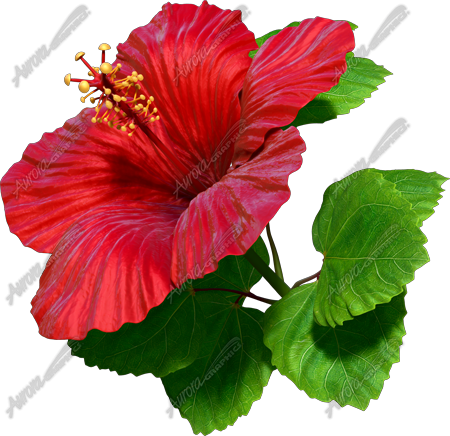 Hibiscus Red 5 Vehicle Wrap Design — Large Scale Artwork for Wide Format Printing | Categories: Nature