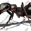 Black Ant 1 Vehicle Wrap Design — Large Scale Artwork for Wide Format Printing | Categories: Commercial, Industry, Nature