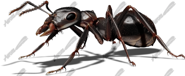 Black Ant 1 Vehicle Wrap Design — Large Scale Artwork for Wide Format Printing | Categories: Commercial, Industry, Nature