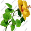 Hibiscus Yellow & Red 6 Vehicle Wrap Design — Large Scale Artwork for Wide Format Printing | Categories: Nature