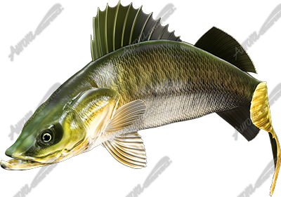 Walleye