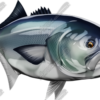 Bluefish