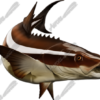 Cobia