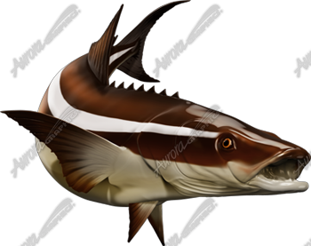 Cobia