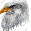Eagle Headshot II