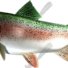 Trout