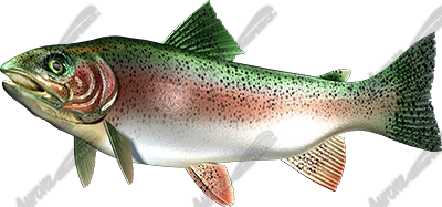 Trout