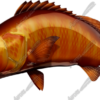 Cubera Snapper