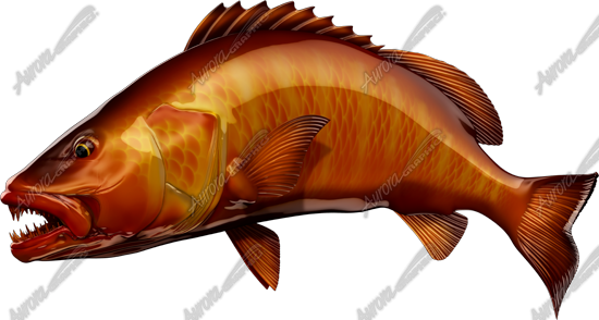 Cubera Snapper