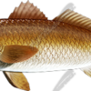 Redfish