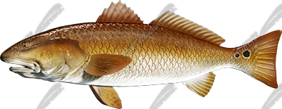 Redfish