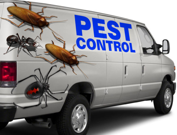 Cockroach 1 Vehicle Wrap Design — Large Scale Artwork for Wide Format Printing | Categories: PIK6 Everyday, Commercial, Industry, Nature