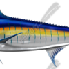 Blue Marlin