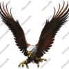 Eagle Flight Angled captures the raw intensity and grace of the American Bald Eagle mid-dive, rendered with extraordinary detail and impact. This powerful graphic showcases the eagle with wings fully extended, talons outstretched, and eyes locked forward in a dynamic, aggressive pose. Designed at a massive creation scale, this image is built for professional digital printing and delivers outstanding clarity even on the largest wraps or signage projects. Flying Screaming Eagle