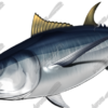 Albacore