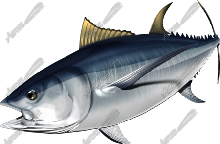 Albacore