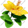 Hibiscus Yellow & Red 2 - Each hibiscus is provided in both transparent .tiff and .jpg format and includes a matching CutContour for each flower. These extremely detailed and huge flowers print flawlessly at large scale.