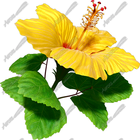Hibiscus Yellow & Red 2 Vehicle Wrap Design — Large Scale Artwork for Wide Format Printing | Categories: Commercial, Nature
