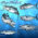 King Mackerel Fish