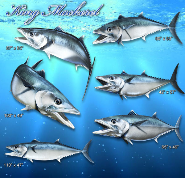 King Mackerel Fish