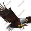 Eagle Flight Side Vehicle Wrap Design — Large Scale Artwork for Wide Format Printing | Categories: PIK6 Everyday, Nature
