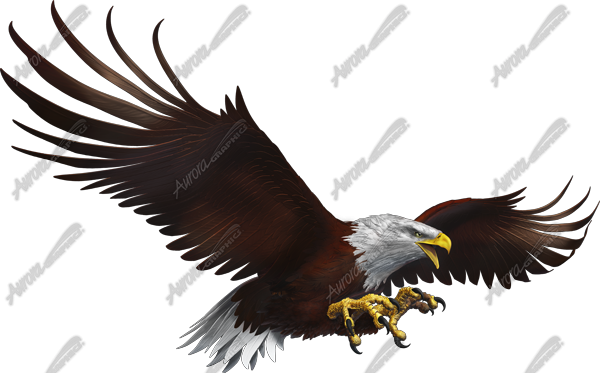Eagle Flight Side Vehicle Wrap Design — Large Scale Artwork for Wide Format Printing | Categories: PIK6 Everyday, Nature