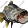 Barramundi