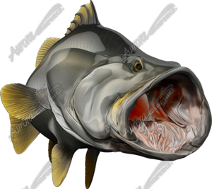 Barramundi