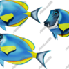 Blue Tang