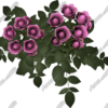 Roses 2 Vehicle Wrap Design — Large Scale Artwork for Wide Format Printing | Categories: PIK6 Everyday, Nature
