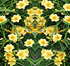 Day Lilies Vehicle Wrap Design — Large Scale Artwork for Wide Format Printing | Categories: Nature
