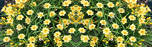 Day Lilies Vehicle Wrap Design — Large Scale Artwork for Wide Format Printing | Categories: Nature